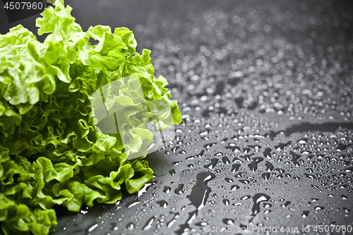 Image of Green organic lettuce salad with water drops closeup on black ba