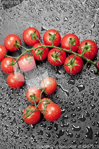 Image of Fresh organic wet cherry tomatoes bunch closeup on black