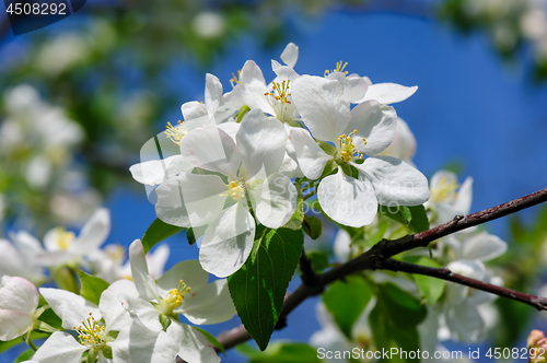 Image of blooming apple flower
