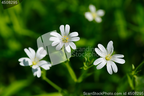 Image of Small white spring flowers