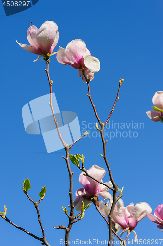 Image of spring magnolia flowers