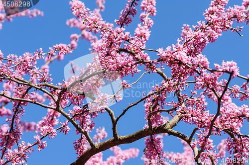 Image of Cercis siliquastrum at blue sky