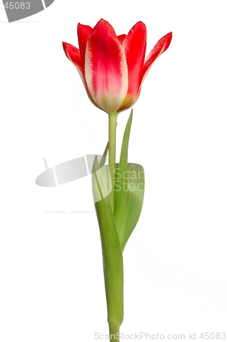 Image of Red Tulip