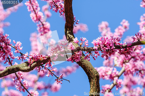 Image of Cercis siliquastrum at blue sky