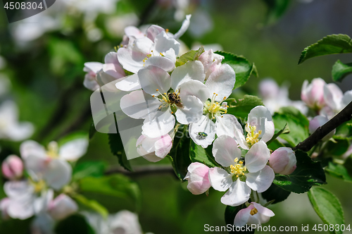 Image of blooming apple flower
