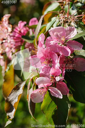 Image of blooming paradise apple flower