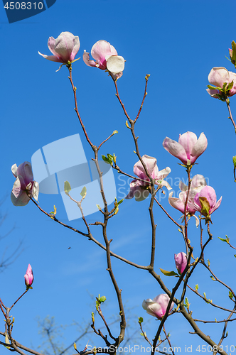 Image of spring magnolia flowers