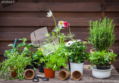 Image of Variation of plants and flower pots with gardening tools