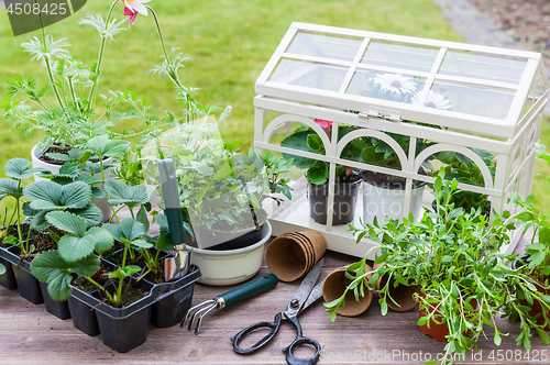 Image of Variation of plants and flower pots with gardening tools