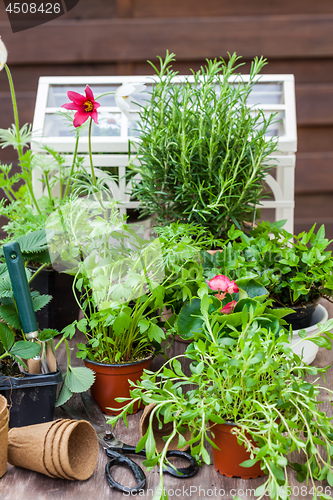 Image of Variation of plants and flower pots with gardening tools