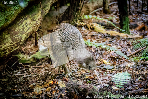 Image of Kiwi bird encounter