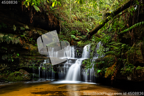 Image of Blue Mountains Waterfalls in lush gully