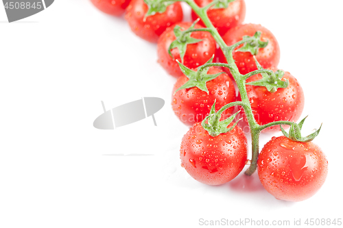 Image of Fresh organic wet cherry tomatoes bunch closeup, isolated on whi