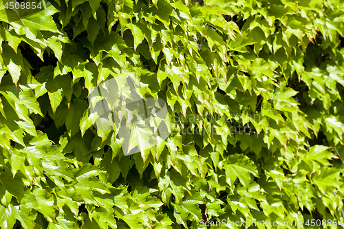 Image of Green leaves pattern background.