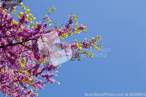 Image of Branches with fresh pink flowers in the morning sunlight.