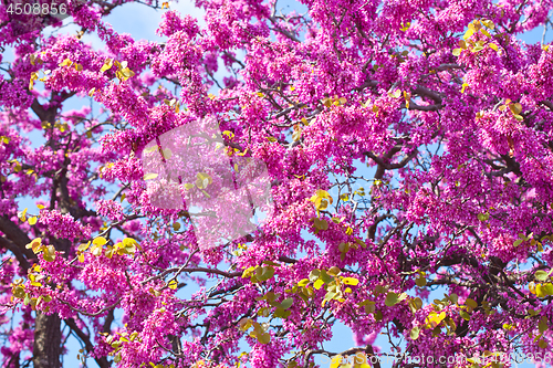 Image of Branches with fresh pink flowers in the morning sunlight.