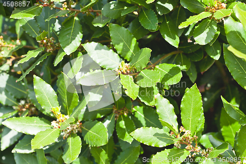 Image of Leaves of laurel tree background.