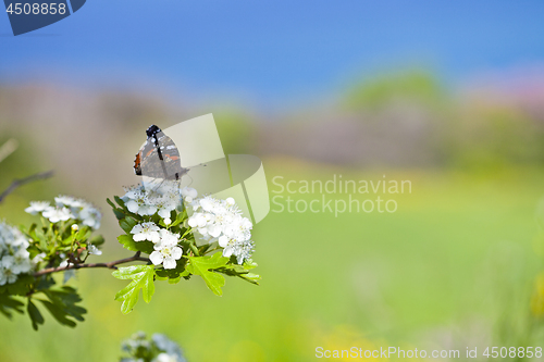 Image of Butterfly on white blossom tree, collecting nectar from flower.