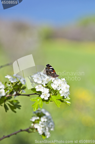 Image of Butterfly on white blossom tree, collecting nectar from flower.