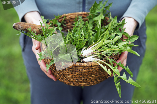 Image of Dandelion