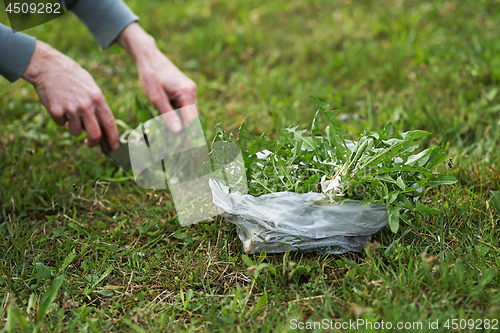 Image of Dandelion