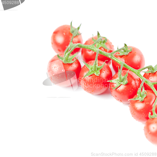 Image of Fresh organic wet cherry tomatoes bunch closeup, isolated on whi