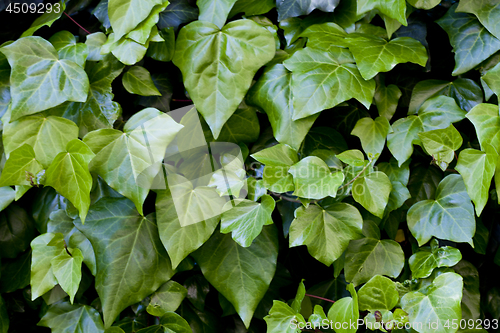 Image of Green leaves pattern background. 