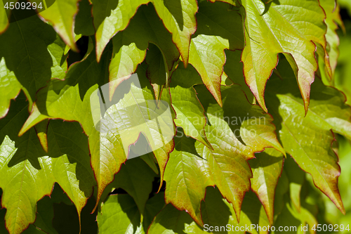 Image of Green leaves pattern background.