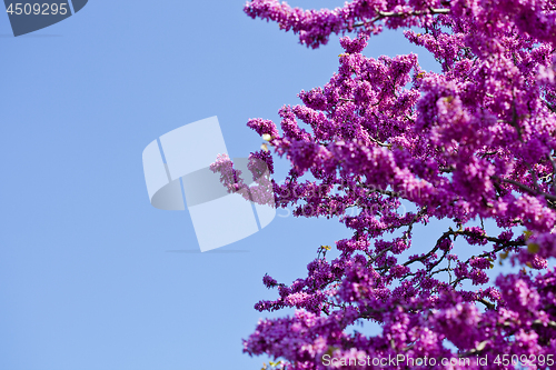 Image of Branches with fresh pink flowers in the morning sunlight against