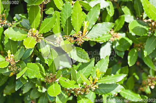 Image of Leaves of laurel tree background.