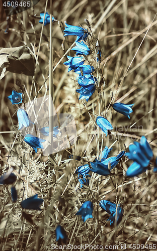 Image of Sunny Herbal Background With Blue Bell Flowers