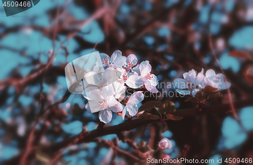 Image of Vintage Floral Background With Spring Blossoming Flowers