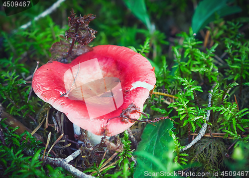 Image of Wild Red Mushroom In The Wet Forest Close-up