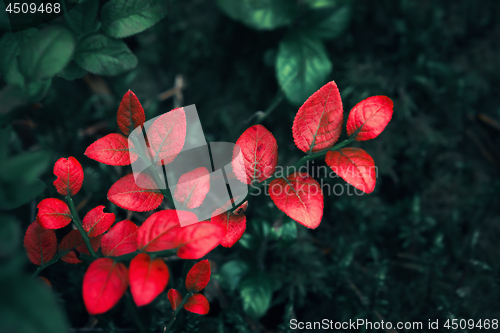 Image of Bright Red Leaves With Dark Forest Background