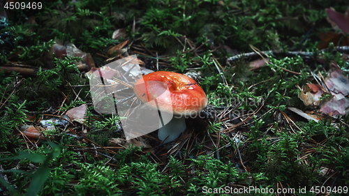 Image of Wild Edible Golden Mushroom In The Forest Close-up