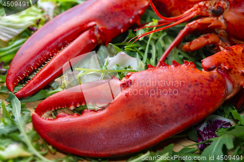 Image of fresh red lobster claw on green