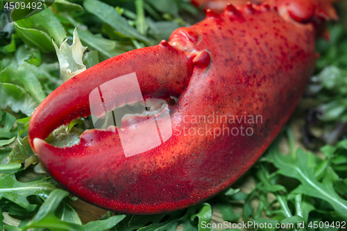 Image of fresh red lobster claw on green