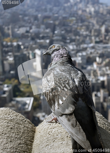 Image of Bird and skyscraper,Manhattan New York City