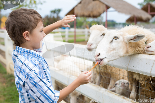 Image of Happy little boy feeding sheep in a park at the day time.