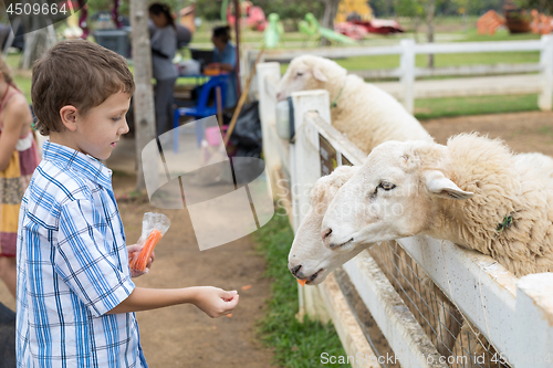 Image of Happy little boy feeding sheep in a park at the day time.