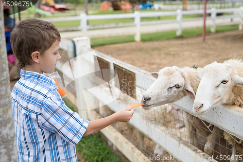 Image of Happy little boy feeding sheep in a park at the day time.