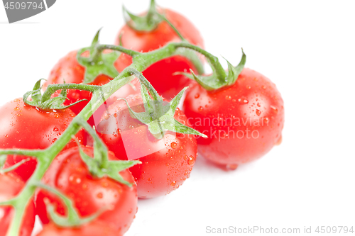 Image of Fresh organic wet cherry tomatoes bunch closeup, isolated on whi