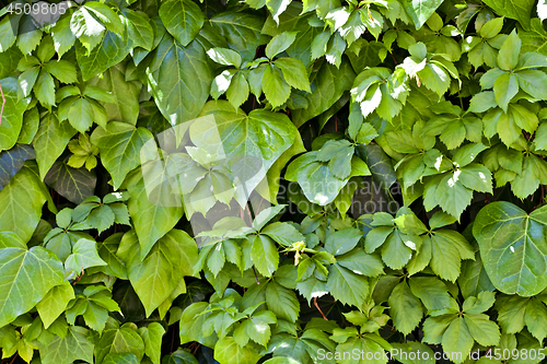 Image of Green leaves pattern background.