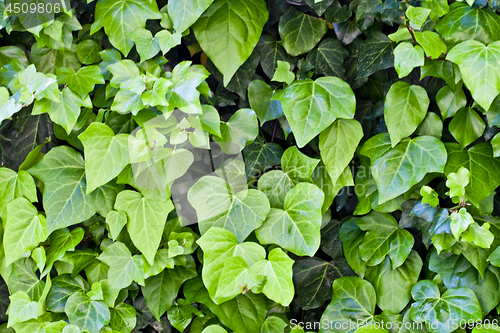 Image of Green leaves pattern background.