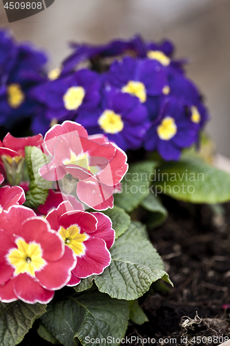 Image of Primula pink and blue potted flowers.