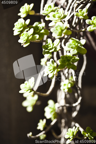 Image of Hanging succulents closeup on brick wall.