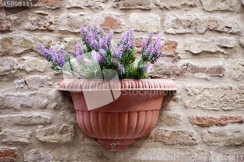 Image of Flower pot with lavender plant on antique brick wall.