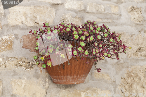 Image of Flower pot with succulent plant on antique brick wall.