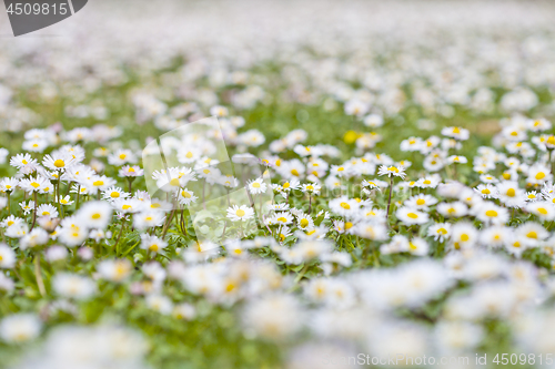 Image of Chamomile flowers spring field background.