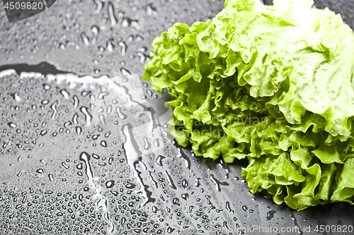 Image of Green organic lettuce salad with water drops closeup on black ba